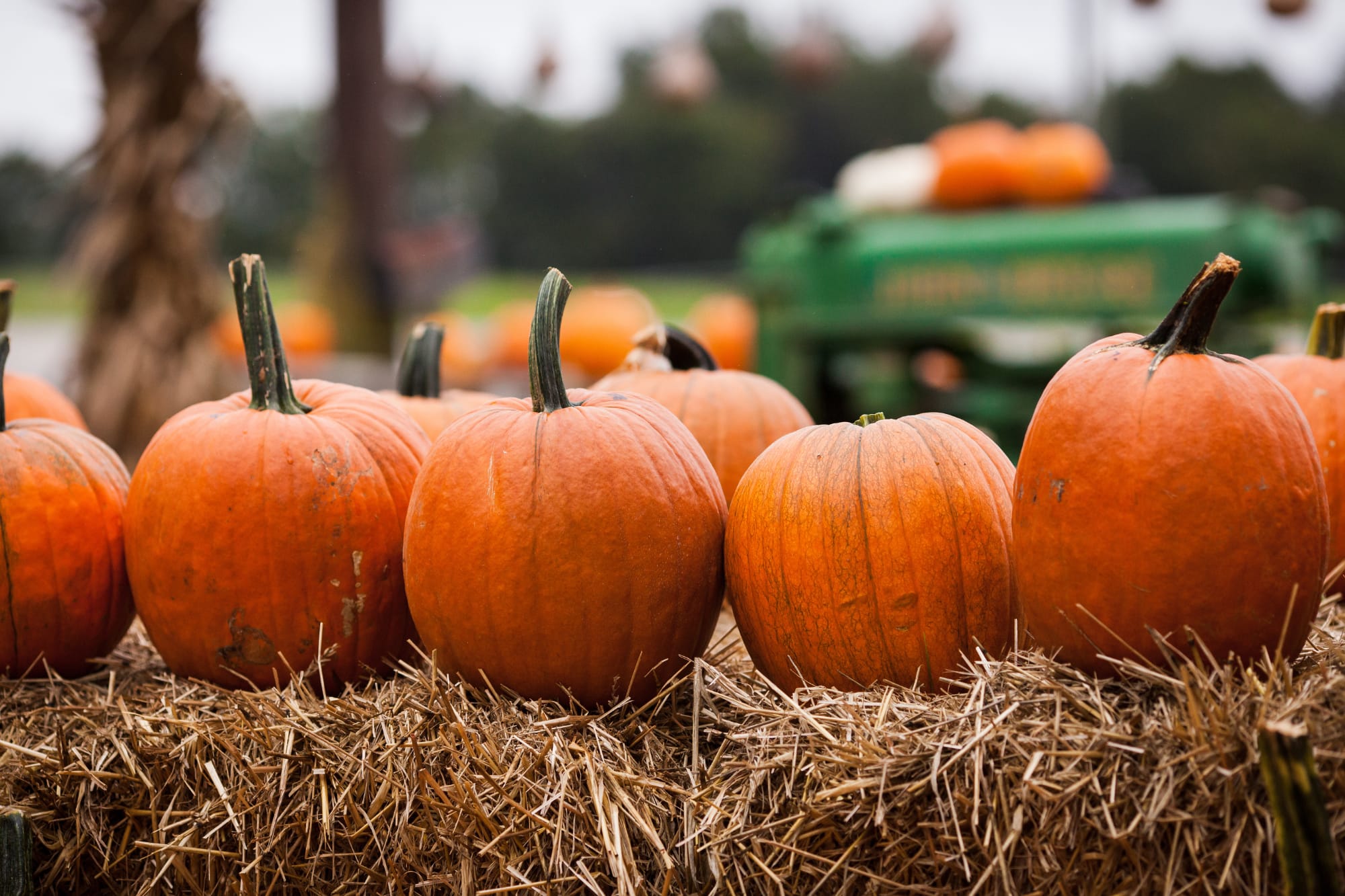 pumpkins on a hay bale