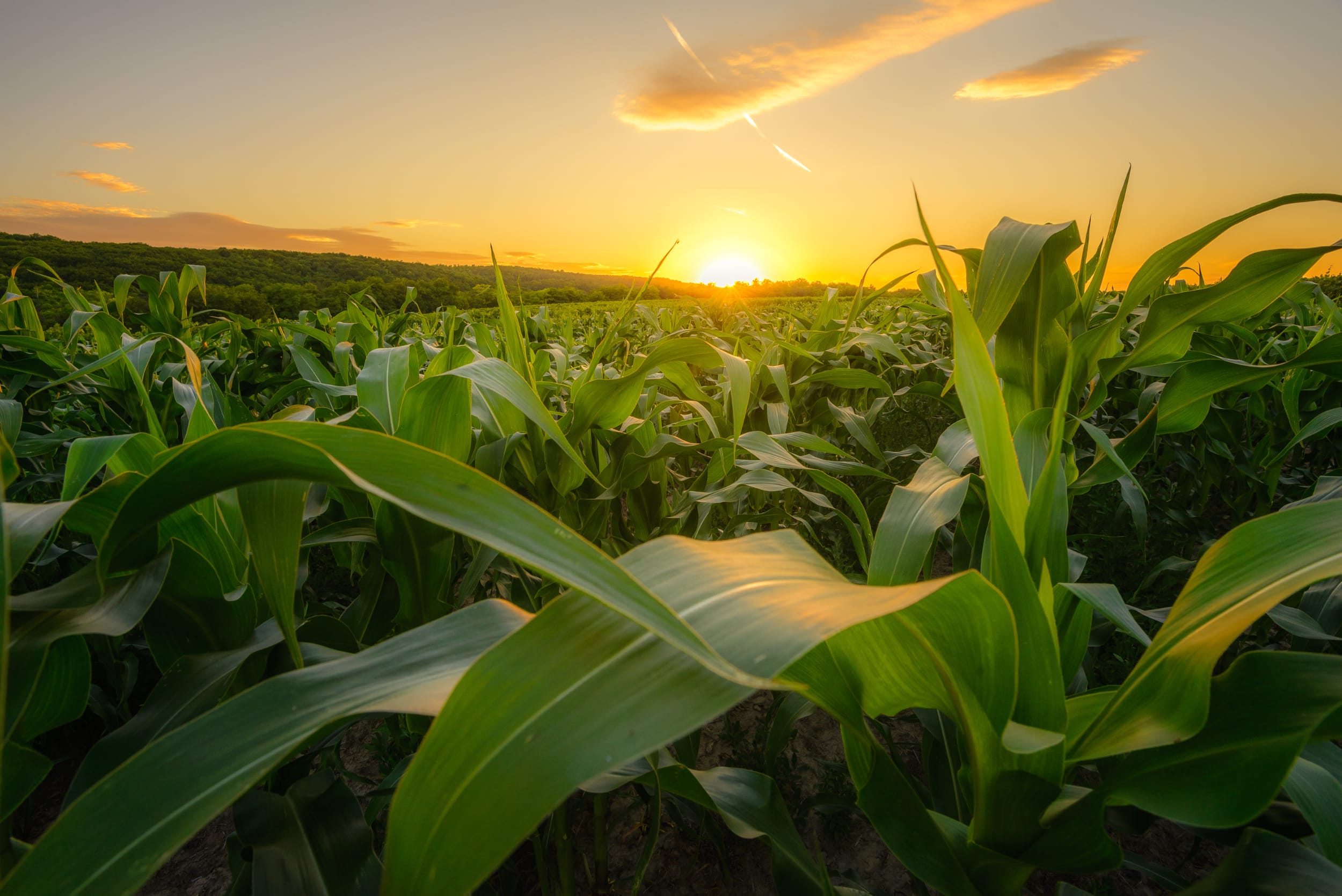 Young green corn growing on the field at sunset